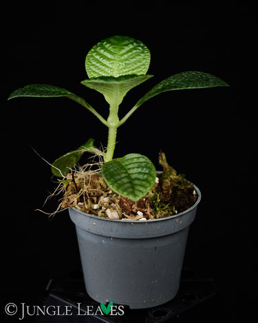 Streblosa bullata