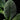 Streblosa bullata