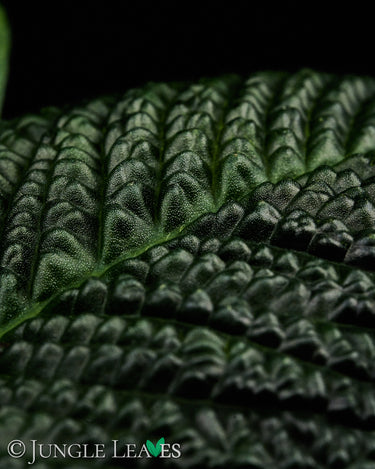 Streblosa bullata