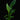Strelitzia reginae