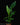 Strelitzia reginae