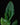 Strelitzia reginae