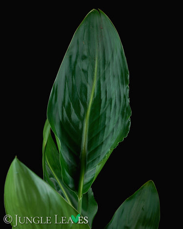 Strelitzia reginae