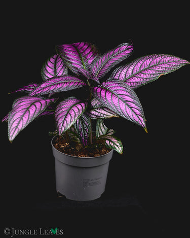 Strobilanthes auriculata var. dyeriana 'Persian Shield'