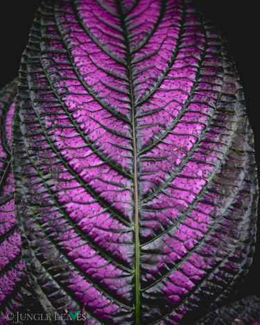 Strobilanthes auriculata var. dyeriana 'Persian Shield'