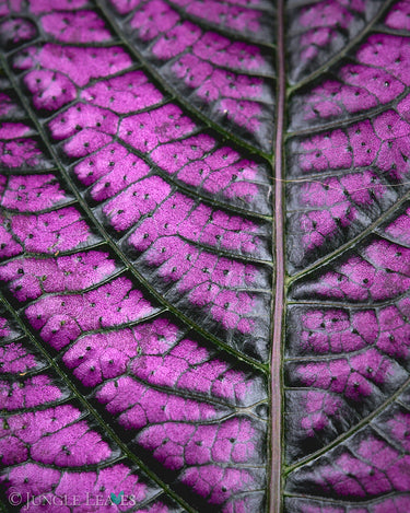 Strobilanthes auriculata var. dyeriana 'Persian Shield'