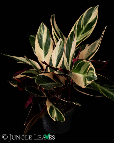 Stromanthe sanguinea 'Triostar'