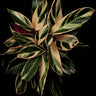 Stromanthe sanguinea 'Triostar'