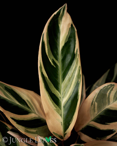 Stromanthe sanguinea 'Triostar'