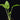 Synandrospadix vermitoxicus