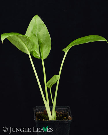 Synandrospadix vermitoxicus