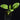 Synandrospadix vermitoxicus