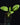 Synandrospadix vermitoxicus