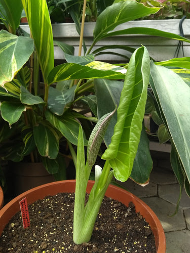 Synandrospadix vermitoxicus