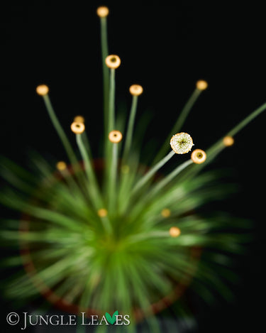 Syngonanthus Mikado