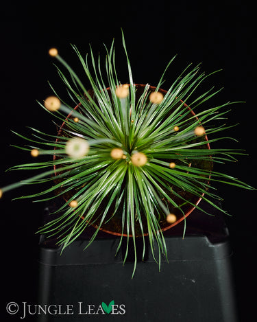 Syngonanthus Mikado