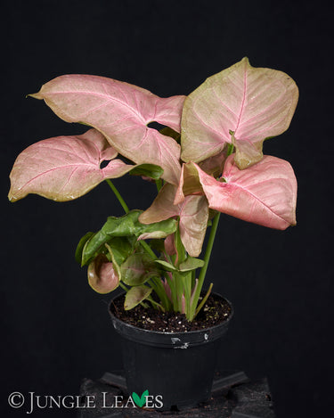Syngonium podophyllum 'Neon Robusta'