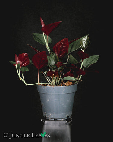 Syngonium erythrophyllum 'Red Arrow'
