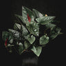 Syngonium erythrophyllum 'Red Arrow'