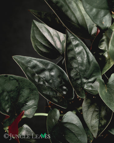 Syngonium erythrophyllum 'Red Arrow'