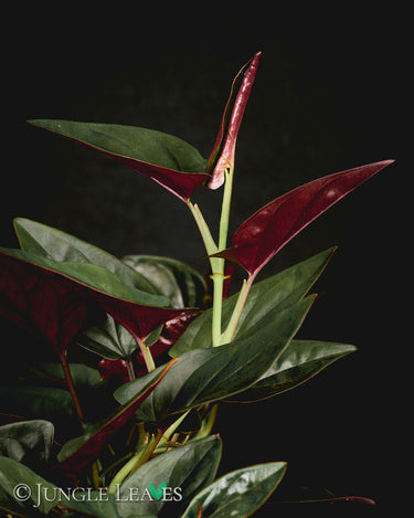Syngonium erythrophyllum 'Red Arrow'