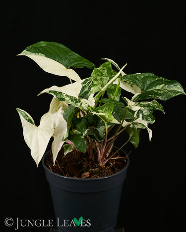 Syngonium podophyllum 'Albo Variegata'