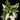 Syngonium podophyllum 'Albo Variegata'