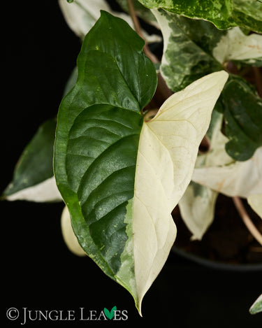Syngonium podophyllum 'Albo Variegata'