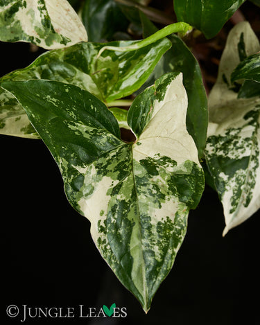 Syngonium podophyllum 'Albo Variegata'