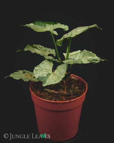 Syngonium podophyllum 'Green Splash'