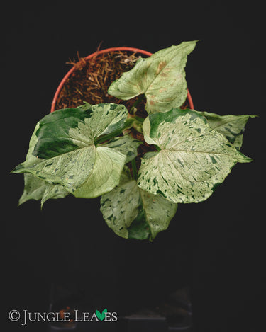 Syngonium podophyllum 'Green Splash'