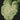 Syngonium podophyllum 'Green Splash'