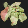 Syngonium podophyllum 'Milk Confetti'