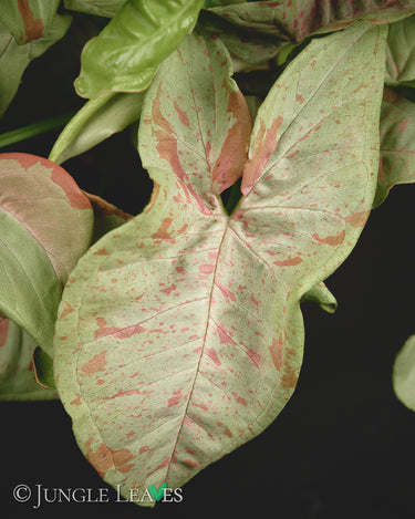 Syngonium podophyllum 'Milk Confetti'