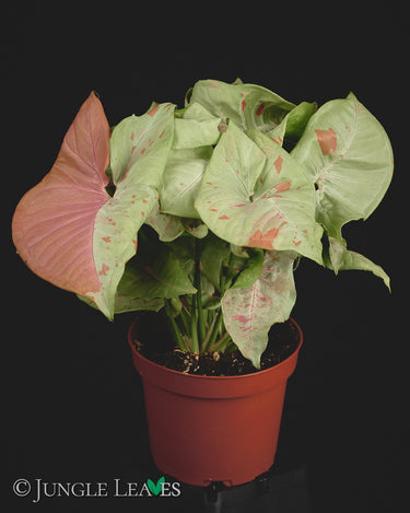 Syngonium podophyllum 'Milk Confetti'