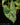 Syngonium podophyllum 'Mottled'