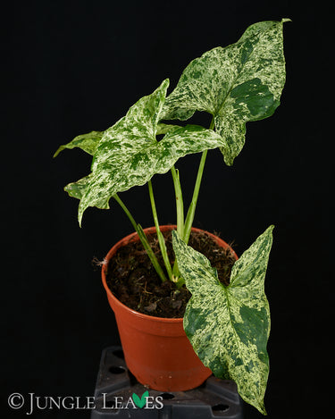 Syngonium podophyllum 'Mottled'