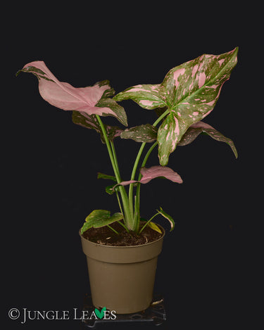 Syngonium podophyllum 'Pink Splash'