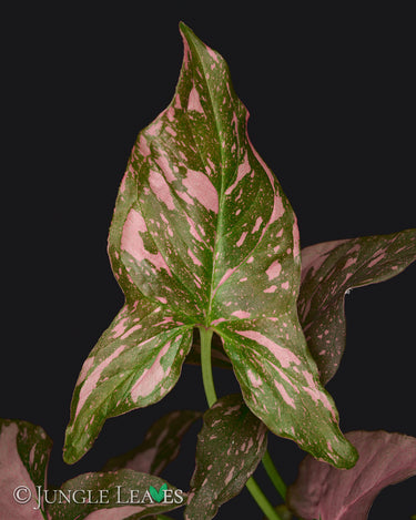 Syngonium podophyllum 'Pink Splash'