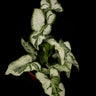 Syngonium podophyllum 'Three Kings'