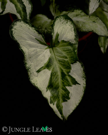 Syngonium podophyllum 'Three Kings'