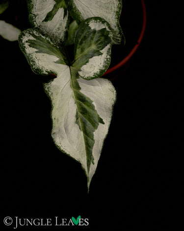 Syngonium podophyllum 'Three Kings'