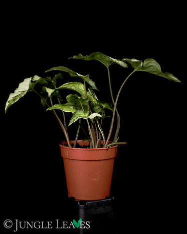 Syngonium podophyllum 'Three Kings'