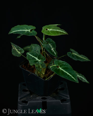 Syngonium rayi
