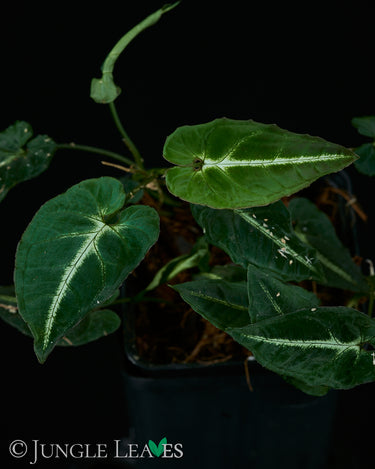 Syngonium rayi