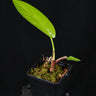 Syngonium schottianum klein