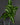 Syngonium wendlandii