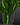 Syngonium wendlandii