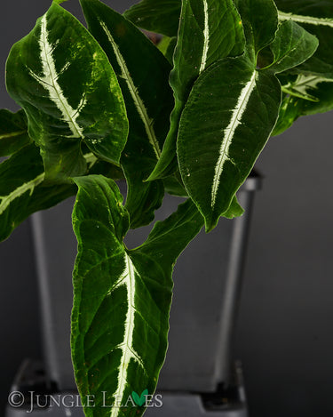 Syngonium wendlandii