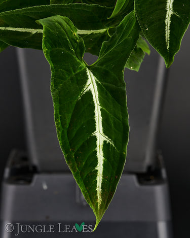 Syngonium wendlandii